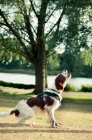 Picture of Irish red and white setter barking