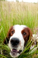 Picture of Irish red and white setter, close up