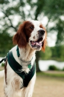 Picture of Irish red and white setter harness