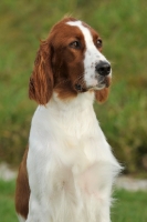 Picture of Irish red and white Setter head study