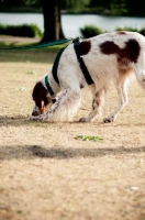 Picture of Irish red and white setter in harness