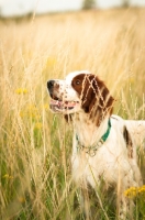 Picture of Irish red and white setter in field