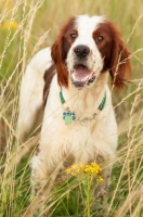 Picture of Irish red and white setter in field
