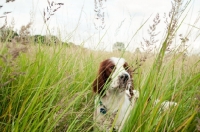 Picture of Irish red and white setter in high grass