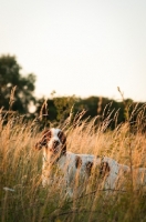 Picture of Irish red and white setter in high grass