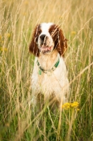 Picture of Irish red and white setter in field