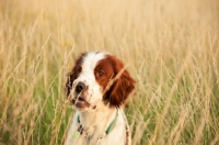 Picture of Irish red and white setter in field