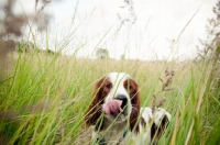 Picture of Irish red and white setter, licking lips, in high grass