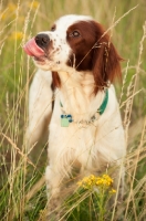 Picture of Irish red and white setter licking lips