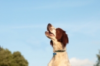 Picture of Irish red and white setter, looking up