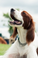 Picture of Irish red and white setter looking up