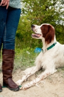 Picture of Irish red and white setter looking at owner