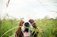 Picture of Irish red and white setter looking towards camera