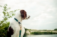 Picture of Irish red and white setter looking away