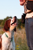 Picture of Irish red and white setter looking at owner