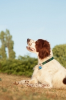 Picture of Irish red and white setter lying on grass