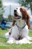 Picture of Irish red and white setter lying down