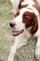 Picture of Irish red and white setter lying down