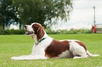 Picture of Irish red and white setter lying down