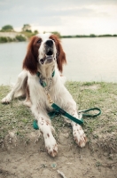 Picture of Irish red and white setter lying down