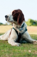 Picture of Irish red and white setter, lying down