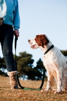 Picture of Irish red and white setter near owner