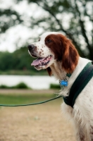 Picture of Irish red and white setter on lead