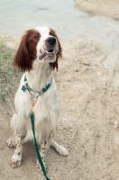 Picture of Irish red and white setter on lead