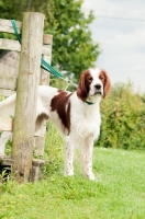 Picture of Irish red and white setter on bridge