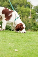 Picture of Irish red and white setter on lead