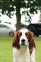 Picture of Irish red and white setter on lead