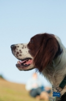Picture of Irish red and white setter profile