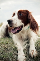 Picture of Irish red and white setter resting on grass