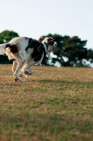 Picture of Irish red and white setter running
