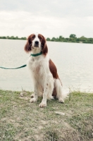 Picture of Irish red and white setter sitting near lake