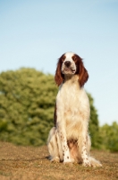 Picture of Irish red and white setter sitting down