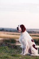 Picture of Irish red and white setter sitting down in sunset