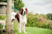 Picture of Irish red and white setter standing on bridge