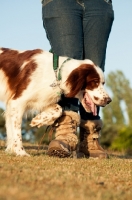 Picture of Irish red and white setter stepping over owner's boots