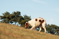 Picture of Irish red and white setter walking in field