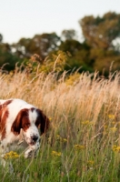 Picture of Irish red and white setter walking in field