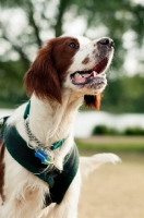 Picture of Irish red and white setter wearing harness