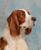 Picture of Irish red and white Setter