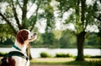 Picture of Irish red and white setter