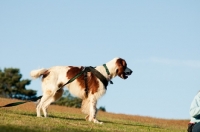 Picture of Irish red and white setter