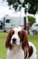 Picture of Irish red and white setter