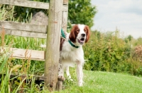 Picture of Irish red and white setter