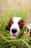 Picture of Irish red and white setter