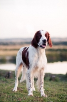 Picture of Irish red and white setter