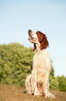 Picture of Irish red and white setter